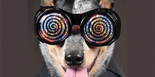 Ask Anything: Can You Hypnotize An Animal?