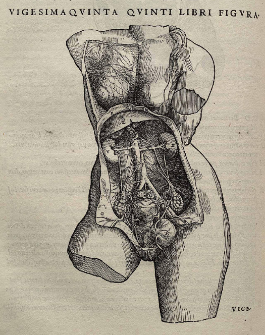 In the early 16th century, much of doctors' knowledge of the human body came from Galen, a physician from ancient Rome. <a href="http://www.britannica.com/EBchecked/topic/626818/Andreas-Vesalius">Andreas Vesalius</a> learned that in the Roman religion, the dissection of human bodies was forbidden, and that Galen's version of human anatomy was likely speculation based on dissections of other animals. He began doing dissections on cadavers himself, studying the human body and eventually publishing a more accurate description of human anatomy than ever before, complete with illustrations, like the one seen here.