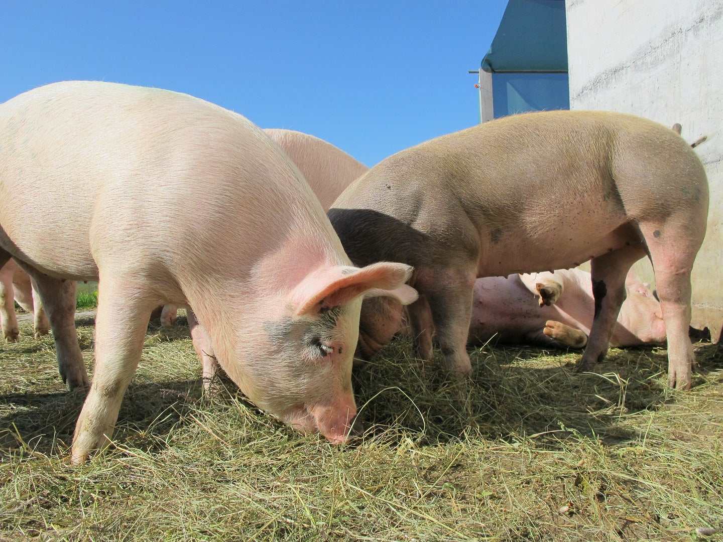 Biotech Company Is Developing Transplantable Pig Organs For Humans