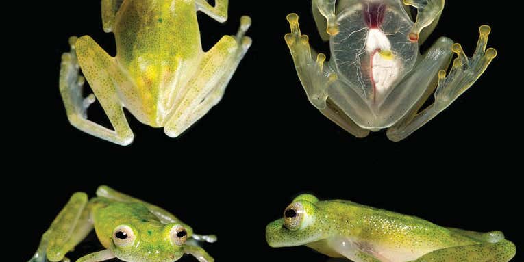This tiny frog has transparent skin to show its organs off to the world