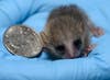 Baby gray mouse lemur next to quarter