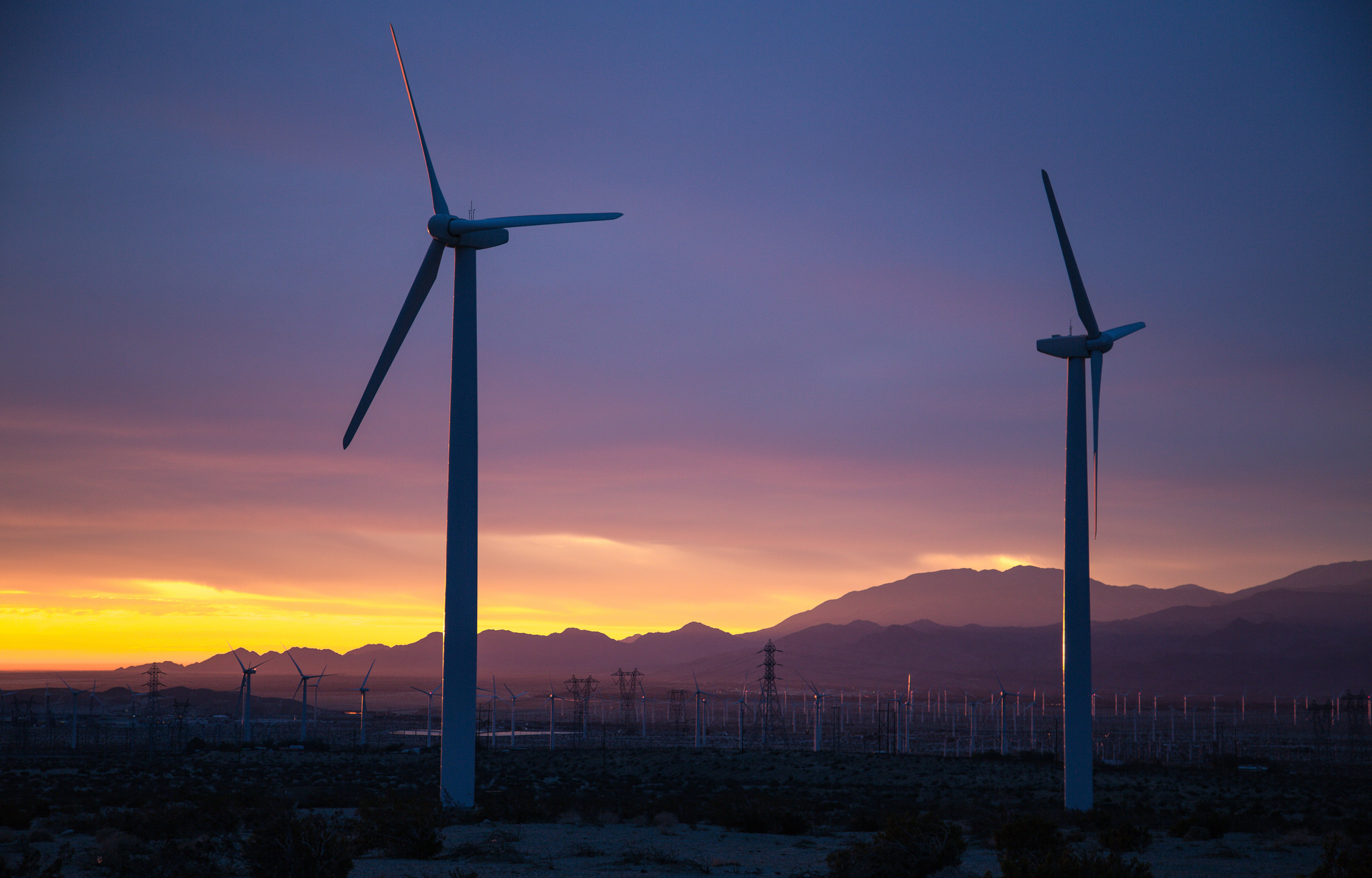 Desert critters avoid noisy wind farm turbines