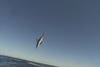 jumping mako shark