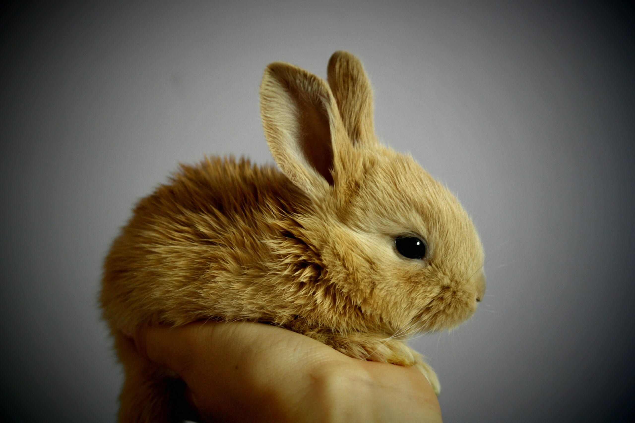 The origin story of domesticated rabbits may be all wrong