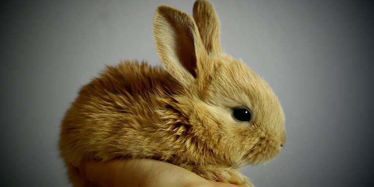 The origin story of domesticated rabbits may be all wrong