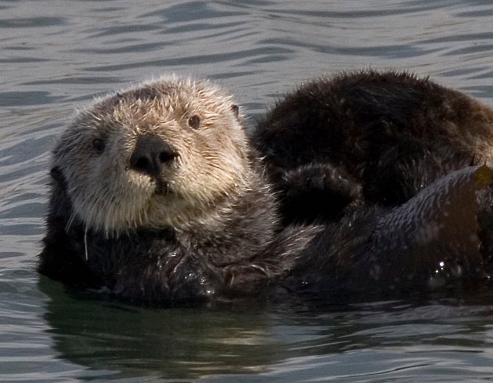 Researchers Attempt To Understand Why Land Development Is Bad News For Sea Otters