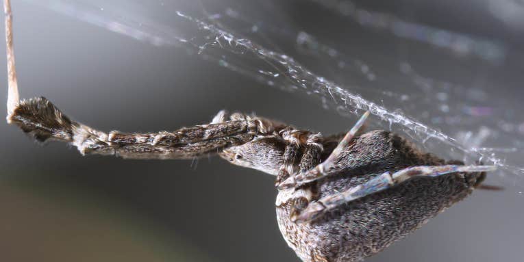 This Spider Weaves A Web Of Charged Silk