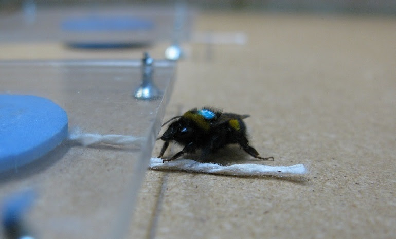 Watch A Bumblebee Tug A String To Get Lunch