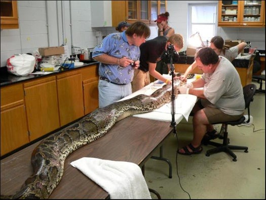 Researchers attach a radio tracker to a Burmese python.