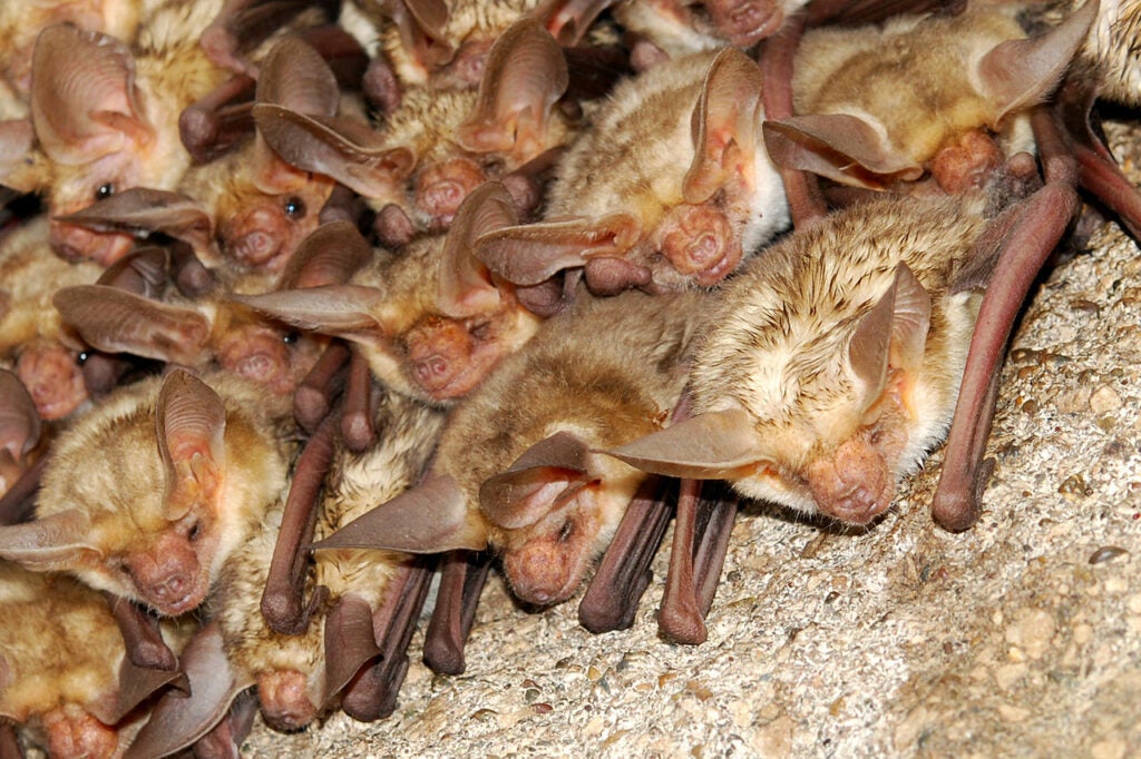 Pallid bats in a cave