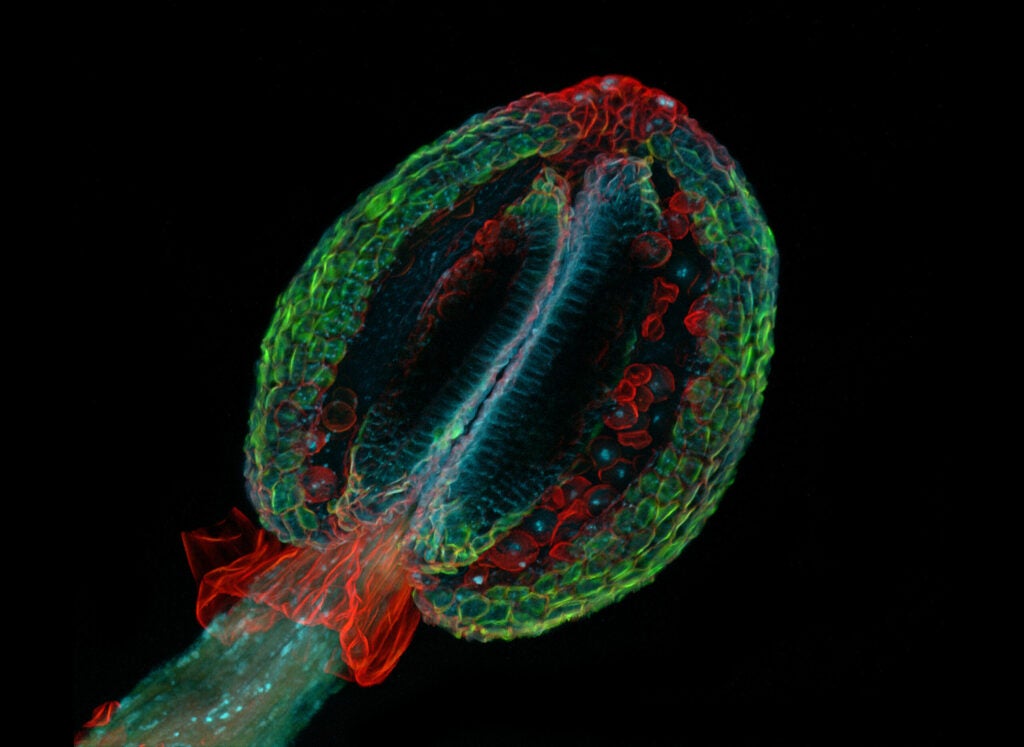 This strangely glowing, somewhat translucent shot captures the anther of a thale cress, an organism whose genome was fully sequenced in 2000. According to photographer and research scientist Dr. Heiti Paves, the photo has no scientific significance—it just happened to be the most artistic in his pile of thousands. Still, the thale cress is known to be a model organism in plant biology.
