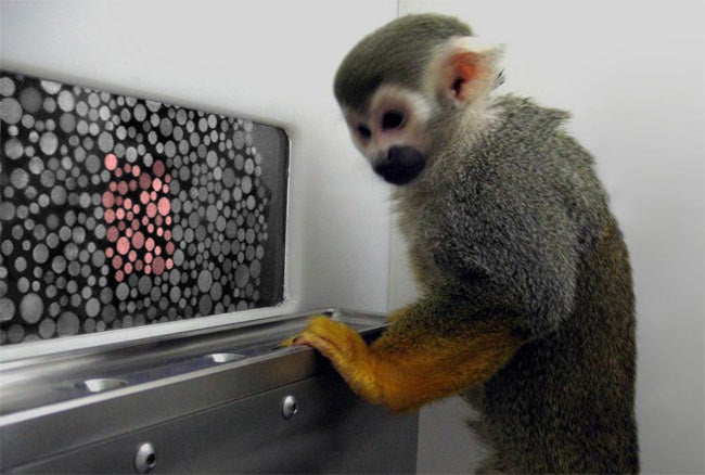 Colorblind Monkeys Recover Sight with Gene Therapy