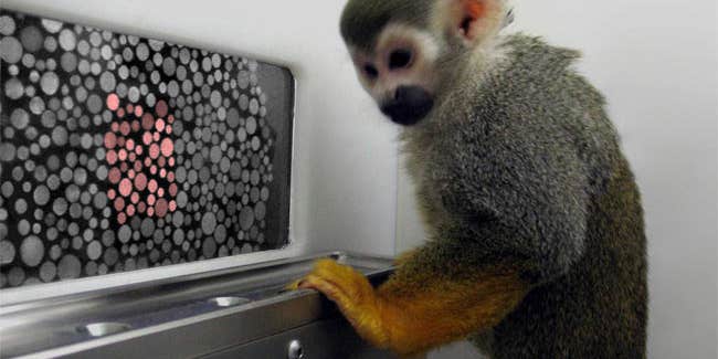 Colorblind Monkeys Recover Sight with Gene Therapy