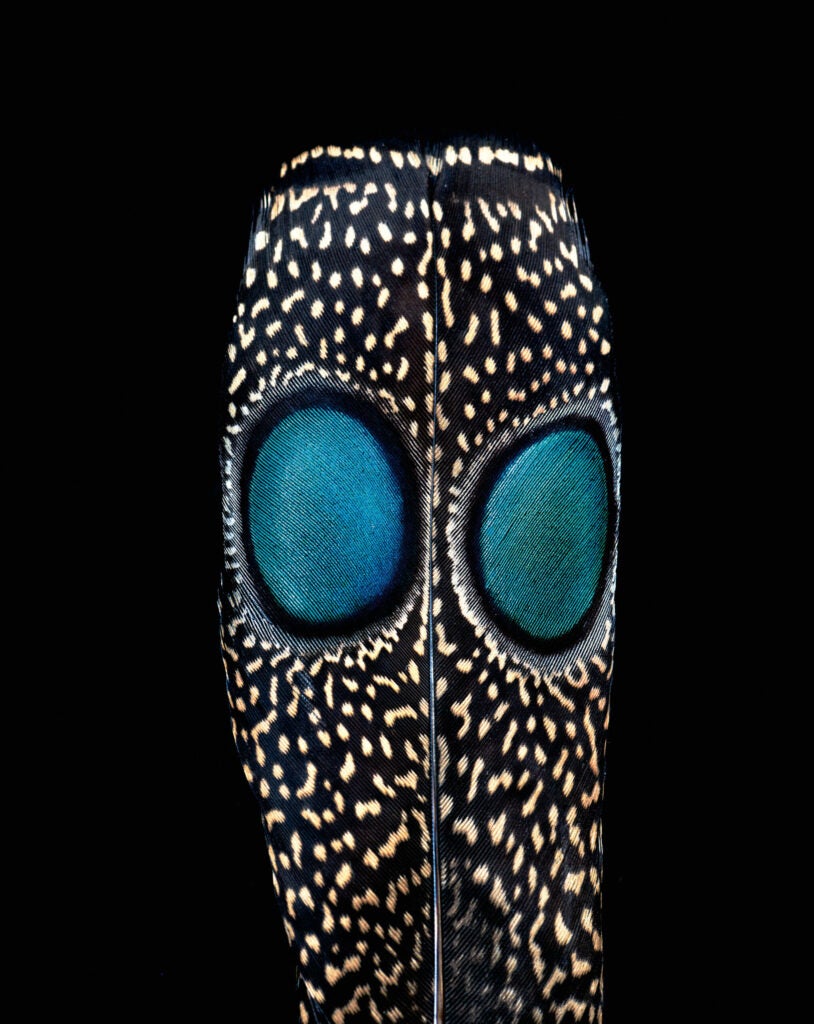 The grey peacock-pheasant has two bright blue spots that look like eyes