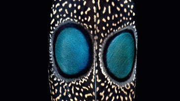 The grey peacock-pheasant has two bright blue spots that look like eyes