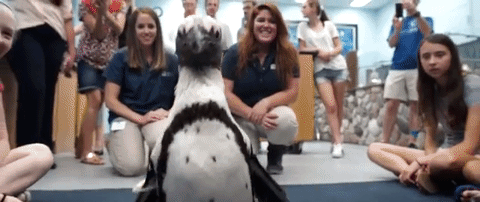 Watch Purps The Penguin Get A Sweet New Boot