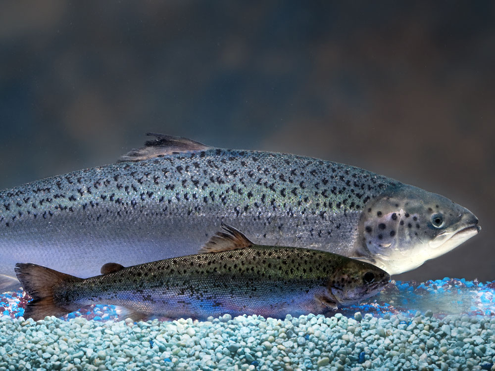 FDA Says Giant, Genetically Modified Salmon Is Environmentally Safe