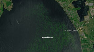 An Account of The Algal Affliction in Florida