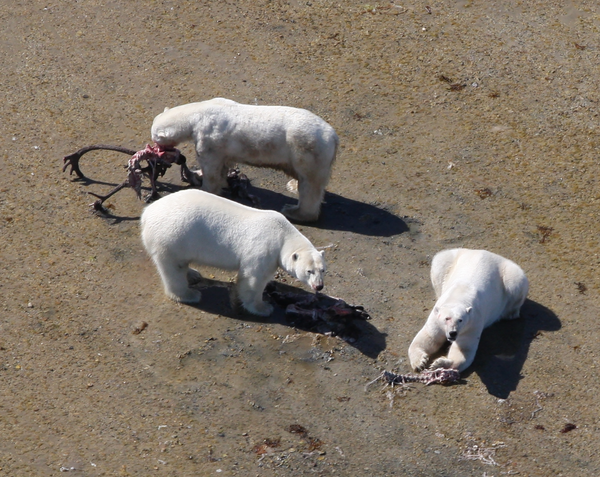 Male polar bears feed on the remains of a bull caribou.