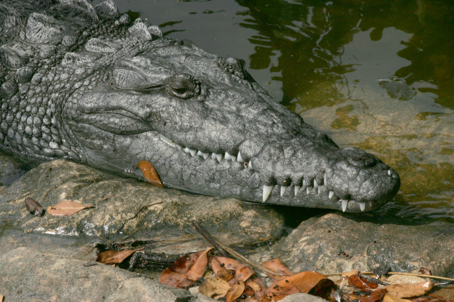 A Nuclear Plant’s Cooling Canals Help Save Endangered Florida Crocodiles