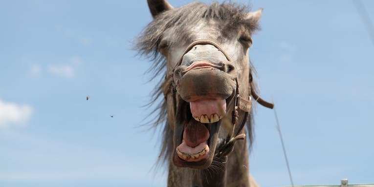 Now There’s A Comprehensive Guide To Horses’ Facial Expressions