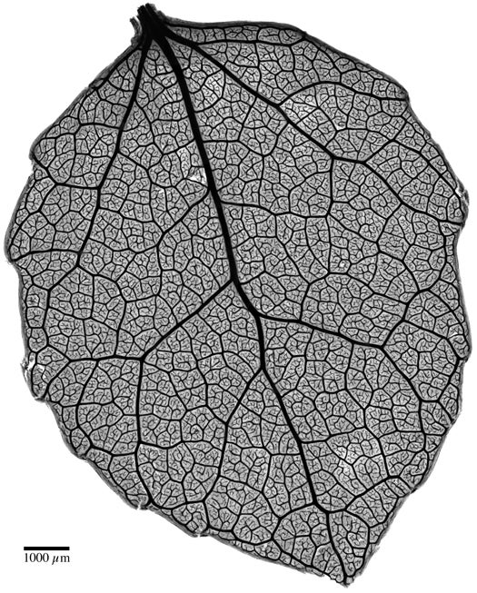 <strong>18th Place</strong> Benjamin Blonder and David Elliott of the University of Arizonaa€¨ in Tucson, Arizona, USAa€¨ took this shot of the venation network of young <em>Populus tremuloides</em> (quaking aspen) leaf at 4X magnification, using a brightfield image of safranin-stained tissue.