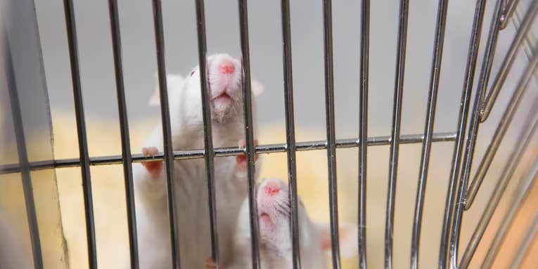 We might have better lab mice if we paid more attention to their guts