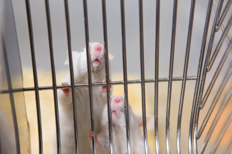 Two white laboratory mice inside the cage, very shallow focus