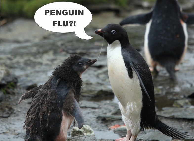 What Penguins Can Teach Us About Flu Pandemics