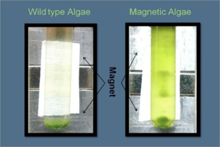 Genetically Modified Algae Are Magnetic, For Ease of Manipulation