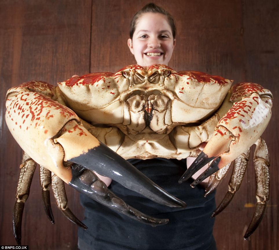 This massive Tasmanian giant crab weighs 15 pounds and has a 15-inch carapace, yet is still a juvenile. When it's fully grown, it could be twice that size. Read more <a href="http://www.dailymail.co.uk/news/article-2137356/Monster-Tasmanian-King-Crabs-saved-pot-shipped-Britain-aquarium-display.html">here</a>.