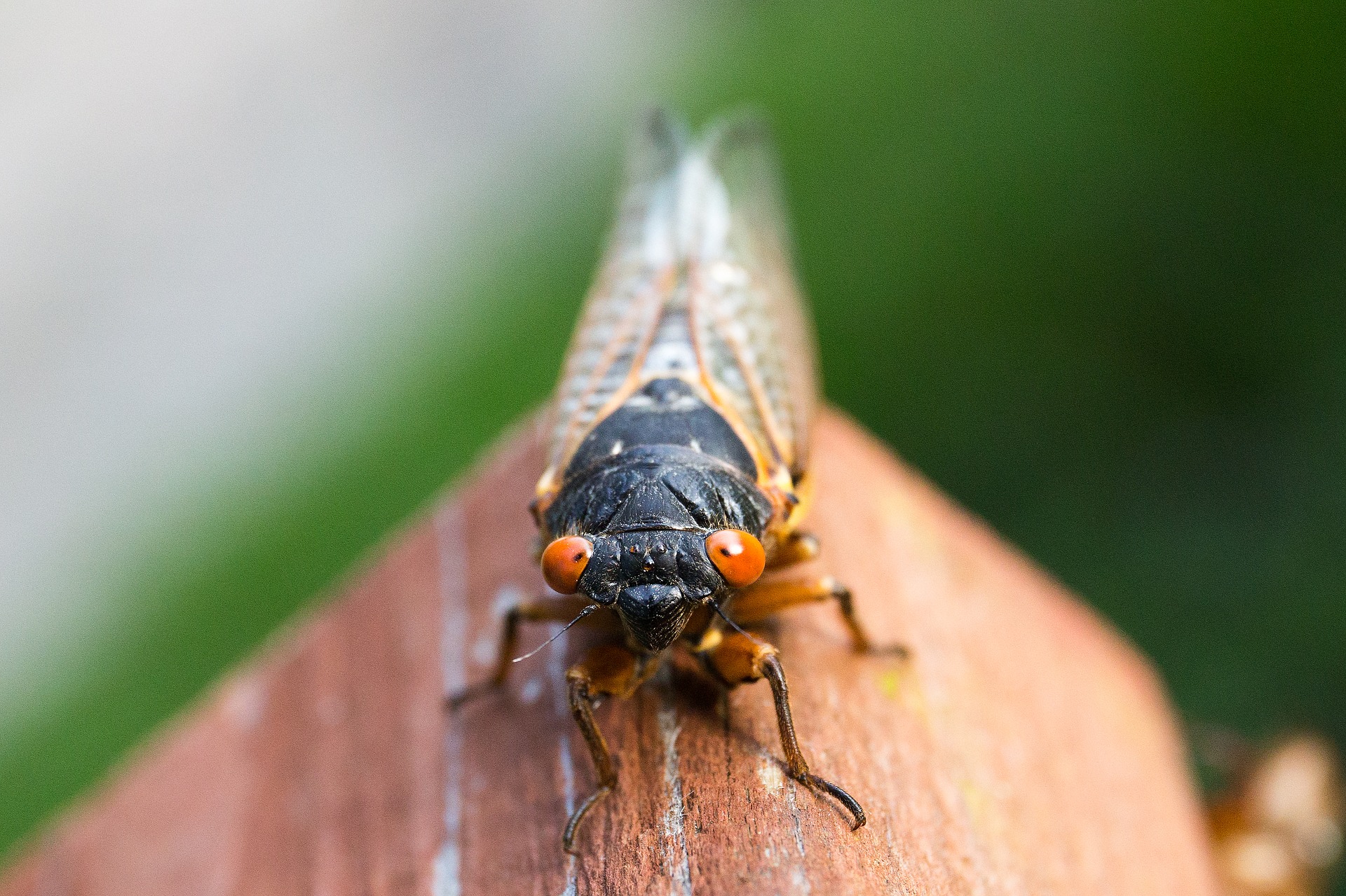Why cicadas are showing up in your yard four years early
