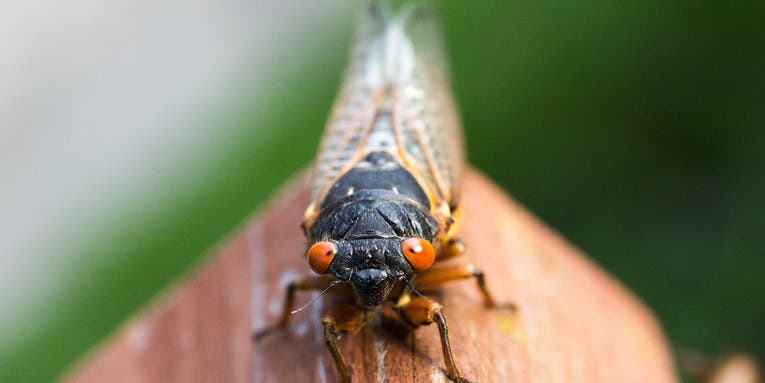 Why cicadas are showing up in your yard four years early