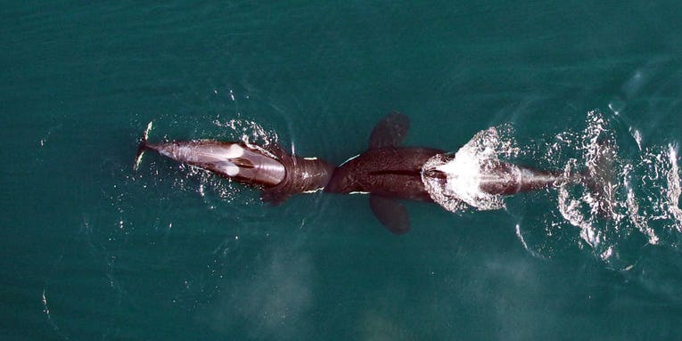 The Week In Drones: Pregnant Whales, Disaster Mapping, And More