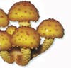 The Chinese and Russians seem to cook some Golden Scalycap recipes, but there are reports that the fungi can poison "susceptible individuals." Since these slimy mushrooms can make a living tree trunk rot, it might be best to just steer clear.