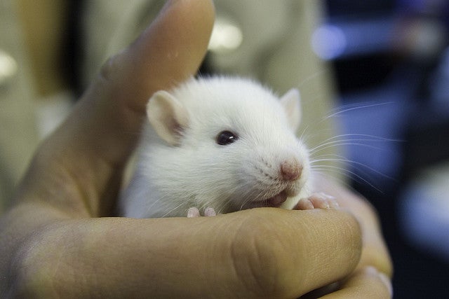 Scientists Plant False Short-Term Memories Directly In Rodent Brains