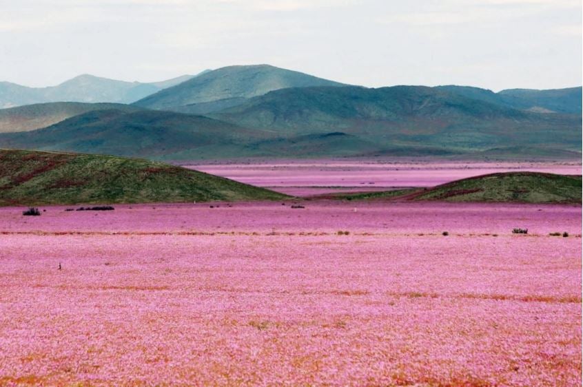 The Atacama Desert in Chile typically receives little to no rain each year, but the effects of El Niño this year changed that. Some parts of the desert received 14 years worth of typical rainfall in just one day, resulting in a <a href="https://www.washingtonpost.com/news/capital-weather-gang/wp/2015/10/29/the-driest-place-on-earth-is-covered-in-pink-flowers-after-a-crazy-year-of-rain/">sea</a> of pink flowers.
