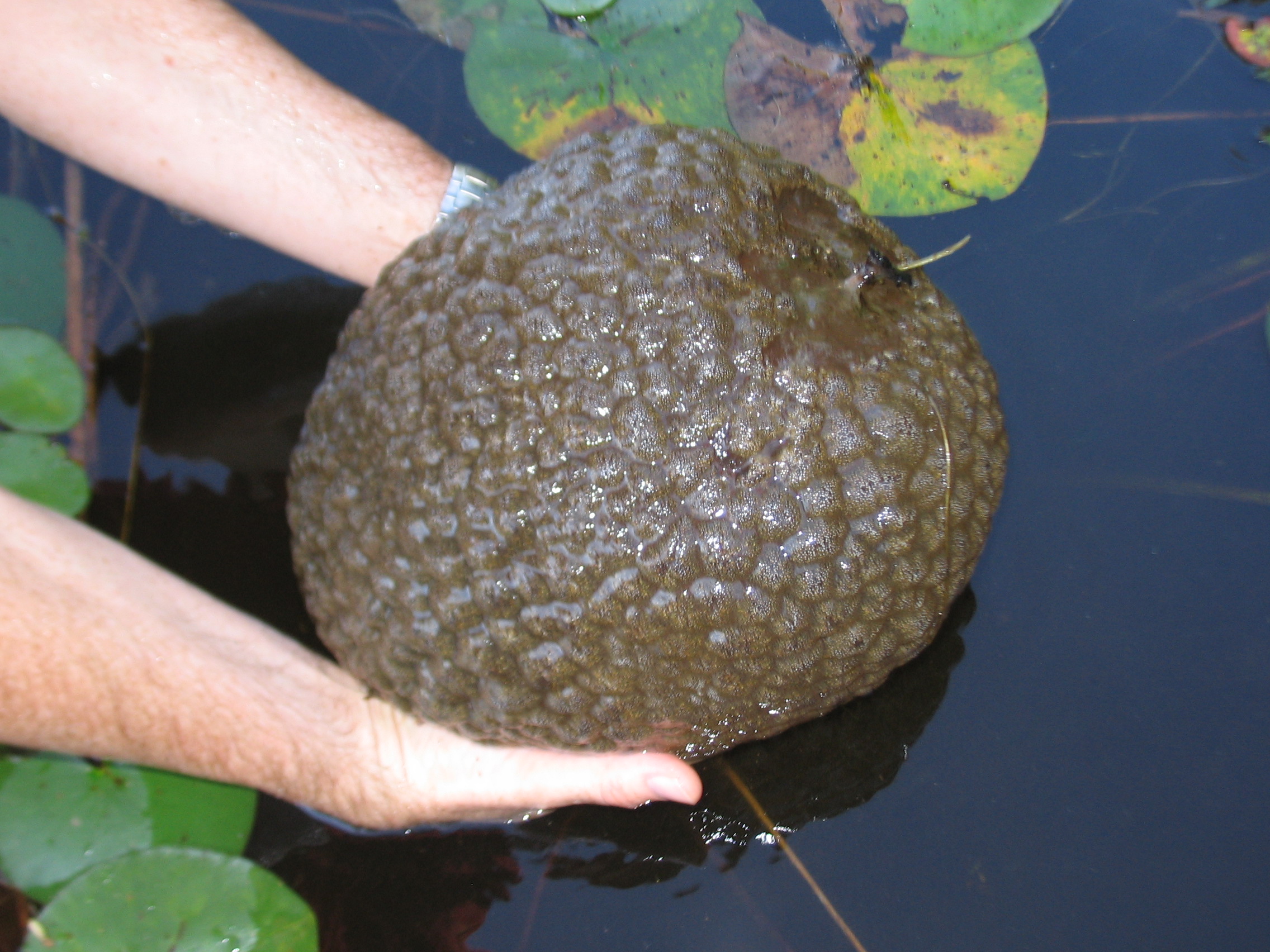 Look at the mysterious ‘dragon booger’ found in Vancouver’s Lost Lagoon