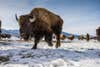 The American plains bison, once numbering in the tens of millions, began its journey back from the brink of extinction more than a century ago when just two dozen survivors were given refuge in Yellowstone National Park. Today some of their wild and free-
