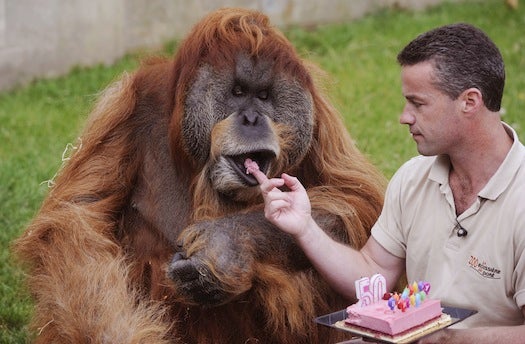 Major, the oldest orangutan in the world (in captivity), just turned 50. This is his birthday cake.