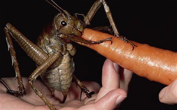 Look at This Giant Bug!