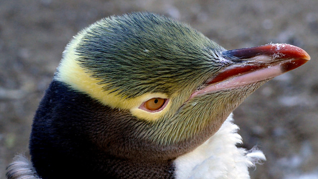 New Zealand’s yellow-eyed penguin is waddling towards extinction