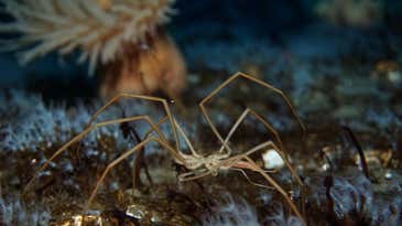Sea spiders use their guts to pump oxygen through their freaky little bodies