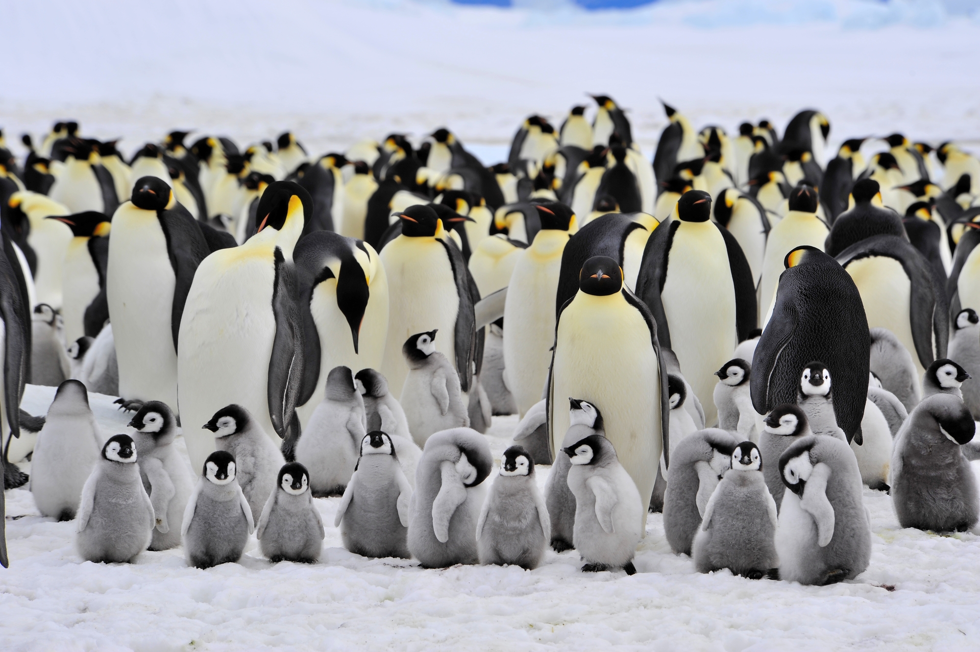 Most male Emperor penguins fast for 115 days—but a few of them may sneak snacks