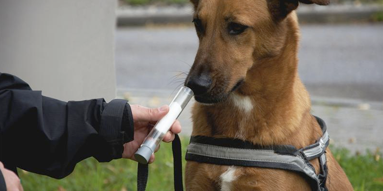 Dogs Can Reliably Sniff Out Lung Cancer, German Study Shows