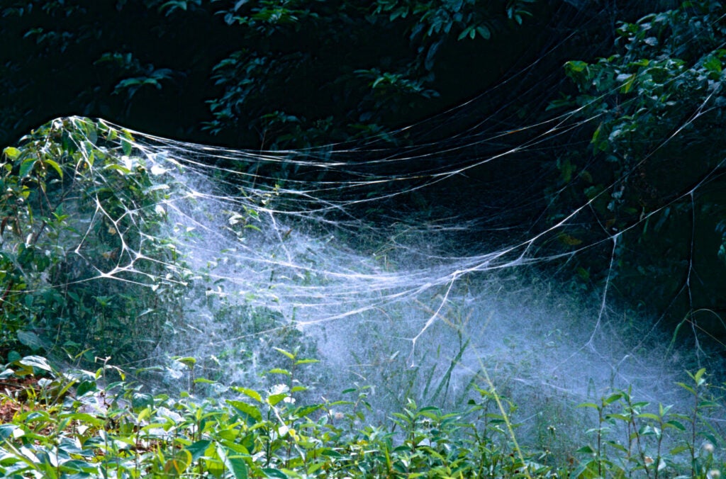 Social Spiders Anelosimus eximius web system