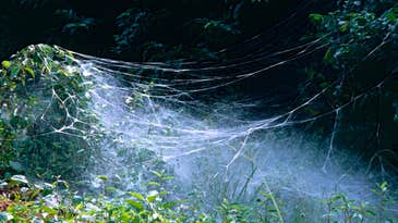 Spider Colonies Are Cooperating Themselves To Death