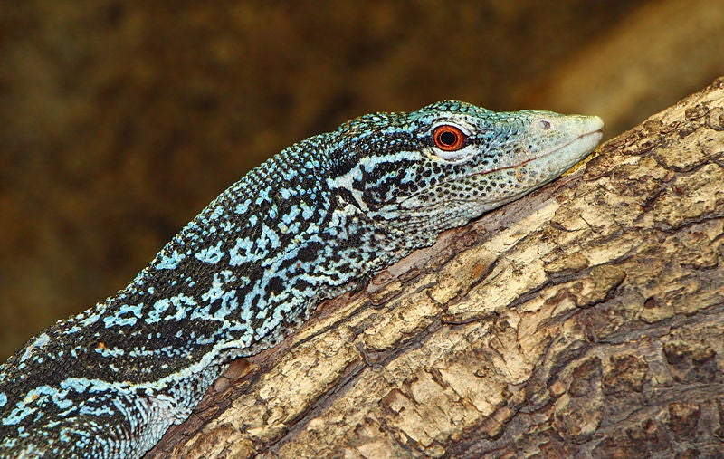 Monitor lizards, large and sometimes fearsome lizards common throughout Africa, the Indian subcontinent, Southeast Asia, and Australasia, aren't just big and scary: they're also among the fastest learners in the reptile world. Monitor lizards have been proven to be able to count--not just know which of a group has the highest number of objects, but to know exactly which that number is. (You can read more about that experiment <a href="https://www.popsci.com/?image=1">here</a>.)