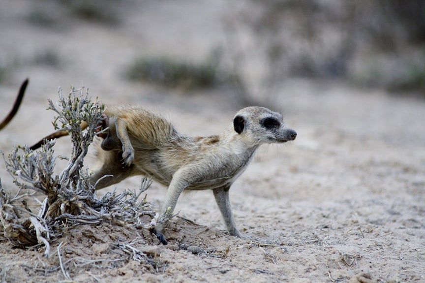 Meerkat anal pouch