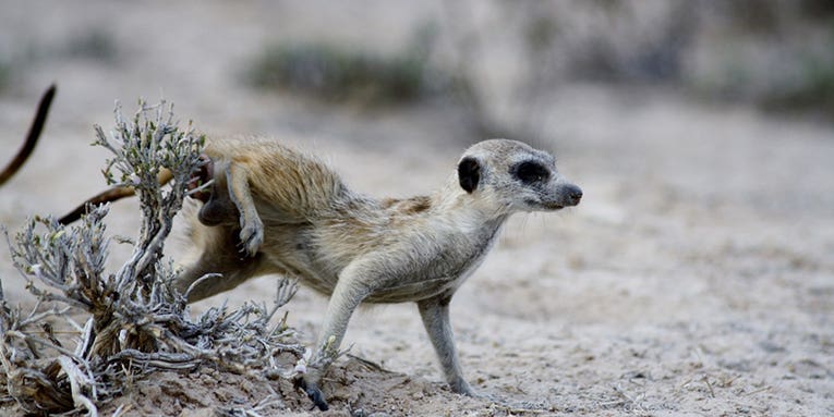 Meerkats use bacteria from their butts to make stinky graffiti